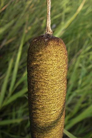 Typha latifolia \ Breitblttriger Rohrkolben / Greater Bulrush, Cattail, D Hassloch 9.7.2009