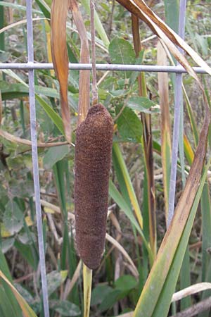 Typha latifolia \ Breitblttriger Rohrkolben / Greater Bulrush, Cattail, D Mannheim 8.10.2011