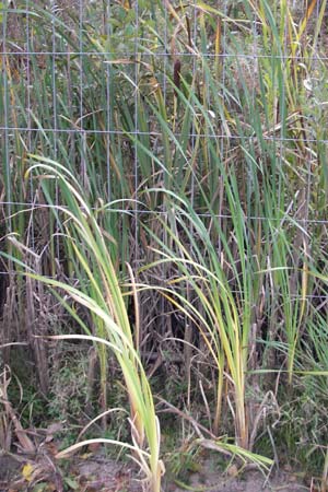 Typha latifolia \ Breitblttriger Rohrkolben / Greater Bulrush, Cattail, D Mannheim 8.10.2011