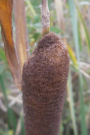 Typha latifolia \ Breitblttriger Rohrkolben / Greater Bulrush, Cattail, D Mannheim 8.10.2011