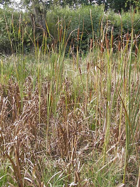 Typha angustifolia \ Schmalblttriger Rohrkolben / Lesser Bulrush, D Bad Nauheim 19.9.2012