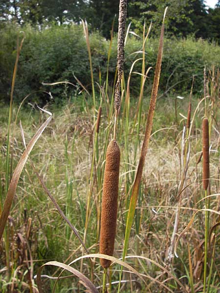 Typha angustifolia \ Schmalblttriger Rohrkolben / Lesser Bulrush, D Bad Nauheim 19.9.2012