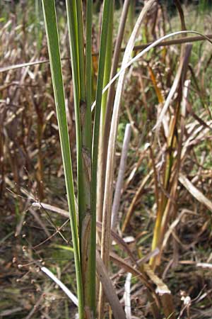 Typha angustifolia \ Schmalblttriger Rohrkolben / Lesser Bulrush, D Bad Nauheim 19.9.2012