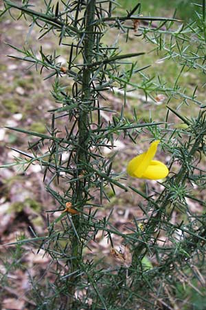 Ulex europaeus \ Europischer Stechginster / Gorse, D Odenwald, Erbach 30.5.2014