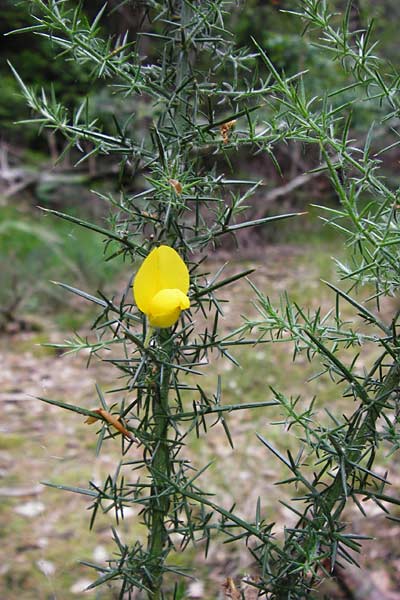 Ulex europaeus \ Europischer Stechginster / Gorse, D Odenwald, Erbach 30.5.2014