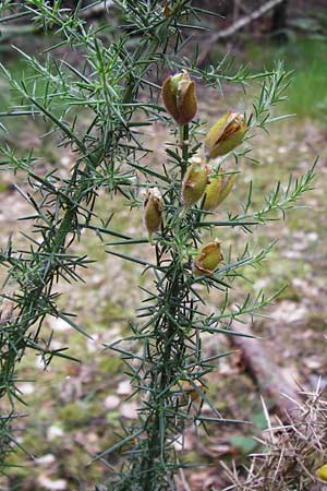 Ulex europaeus \ Europischer Stechginster / Gorse, D Odenwald, Erbach 30.5.2014