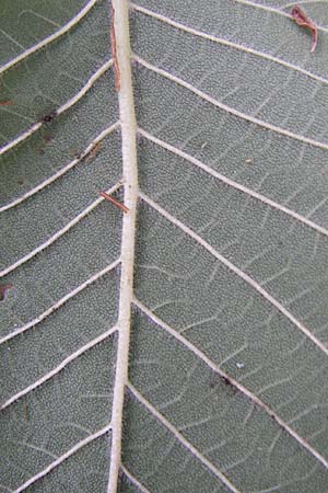 Ulmus laevis \ Flatter-Ulme / European White Elm, Russian Elm, D Rheinhessen, Flonheim 2.9.2008