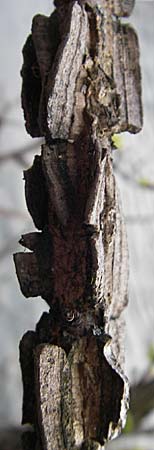Ulmus minor \ Feld-Ulme / Small-Leaved Elm, D Heidelberg 12.4.2009