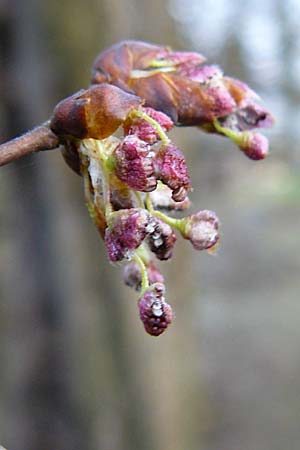 Ulmus laevis \ Flatter-Ulme / European White Elm, Russian Elm, D Odenwald, Heiligkreuz 1.4.2009