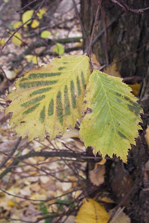 Ulmus laevis \ Flatter-Ulme / European White Elm, Russian Elm, D Mannheim 18.11.2012