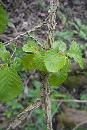 Ulmus minor \ Feld-Ulme / Small-Leaved Elm, D Günzburg 8.5.2010