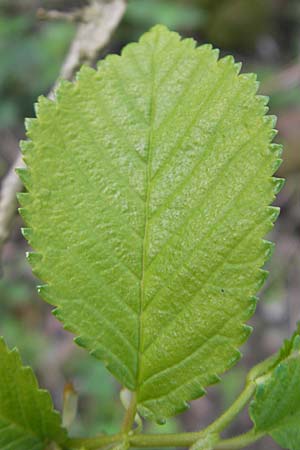 Ulmus minor \ Feld-Ulme / Small-Leaved Elm, D Günzburg 8.5.2010