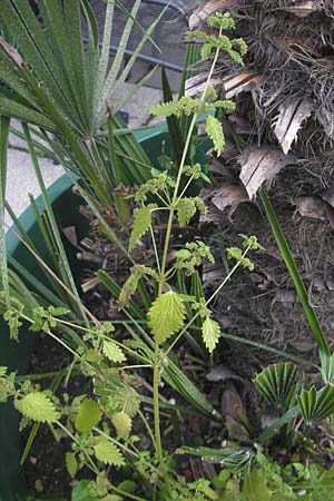 Urtica membranacea \ Geschwnzte Brenn-Nessel / Large-Leaved Nettle, D Mannheim 19.9.2011