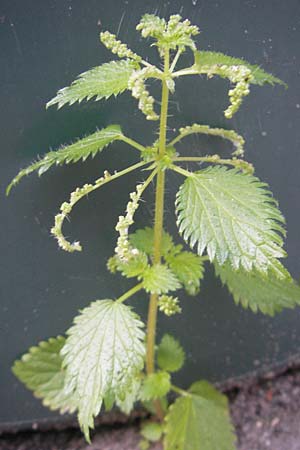 Urtica membranacea \ Geschwnzte Brenn-Nessel / Large-Leaved Nettle, D Mannheim 19.9.2011
