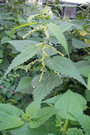 Urtica dioica \ Brenn-Nessel / Nettle, D Mannheim 19.9.2011