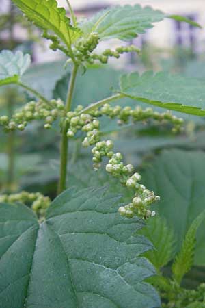 Urtica dioica \ Brenn-Nessel / Nettle, D Mannheim 19.9.2011