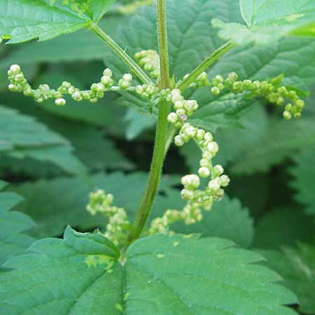 Urtica dioica \ Brenn-Nessel / Nettle, D Mannheim 19.9.2011