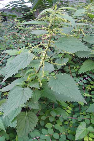 Urtica dioica \ Brenn-Nessel / Nettle, D Mannheim 19.9.2011