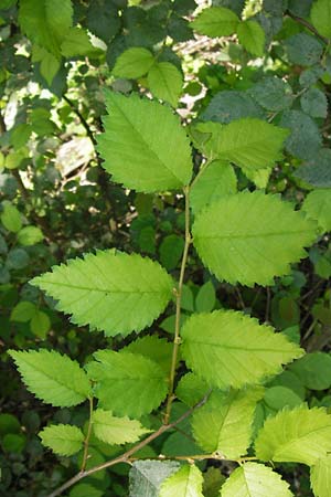 Ulmus minor \ Feld-Ulme / Small-Leaved Elm, D Pfalz, Speyer 15.7.2013