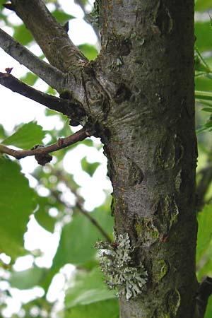 Ulmus minor \ Feld-Ulme / Small-Leaved Elm, D Groß-Gerau 29.5.2014