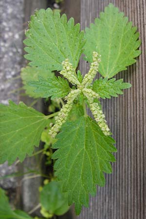 Urtica membranacea \ Geschwnzte Brenn-Nessel / Large-Leaved Nettle, D Mannheim 28.9.2014