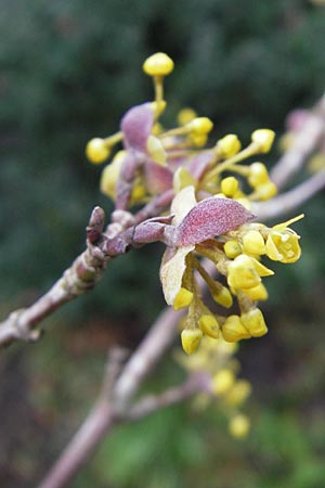 Cornus mas \ Kornelkirsche / Cornelian Cherry, D Mannheim 21.1.2012