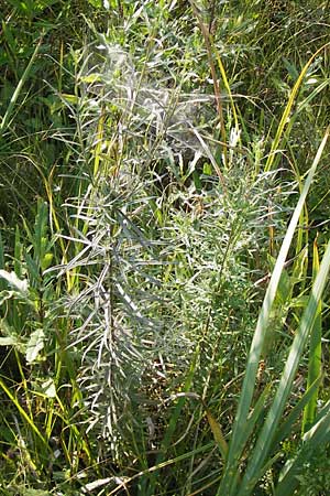 Linaria vulgaris \ Gewhnliches Leinkraut / Common Toadflax, D Pfalz, Speyer 25.7.2012