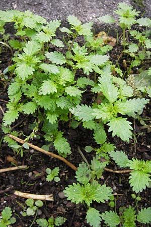 Urtica urens \ Kleine Brenn-Nessel / Small Nettle, D Mannheim 15.9.2013