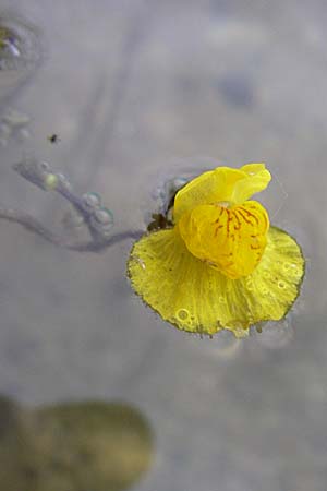 Utricularia neglecta \ Verkannter Wasserschlauch / Bladderwort, D Rheinstetten-Silberstreifen 21.7.2008
