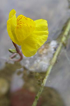 Utricularia neglecta \ Verkannter Wasserschlauch / Bladderwort, D Rheinstetten-Silberstreifen 21.7.2008