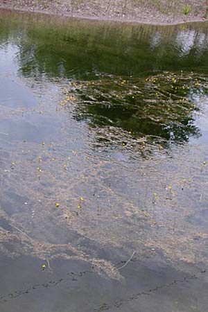 Utricularia neglecta \ Verkannter Wasserschlauch / Bladderwort, D Rheinstetten-Silberstreifen 21.7.2008