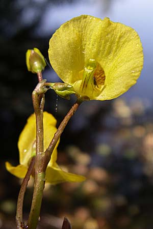 Utricularia neglecta \ Verkannter Wasserschlauch / Bladderwort, D Karlsruhe Fritschlach 31.7.2008