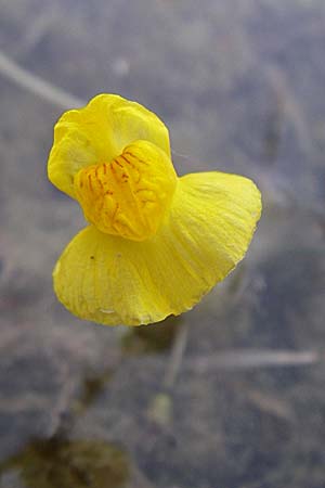 Utricularia neglecta \ Verkannter Wasserschlauch / Bladderwort, D Römerberg 31.7.2008