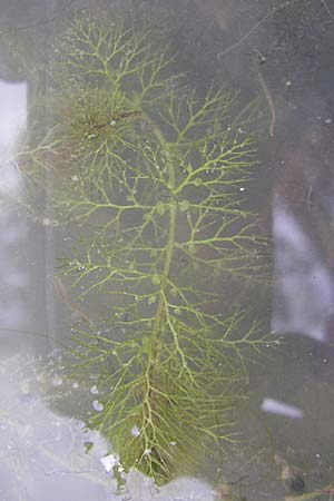 Utricularia neglecta \ Verkannter Wasserschlauch / Bladderwort, D Eisenberg 2.8.2008