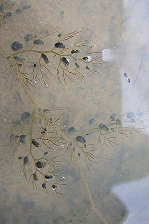 Utricularia neglecta \ Verkannter Wasserschlauch / Bladderwort, D Eisenberg 2.8.2008