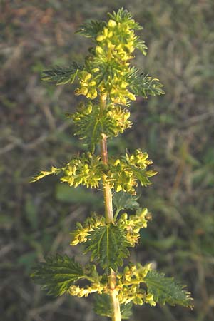 Urtica urens \ Kleine Brenn-Nessel / Small Nettle, D Mannheim 17.10.2011