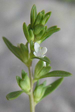 Veronica peregrina \ Fremder Ehrenpreis / American Speedwell, D Weinheim an der Bergstraße 20.4.2007