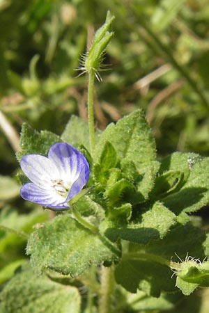 Veronica persica \ Persischer Ehrenpreis / Common Field Speedwell, D Wanfried 3.8.2013