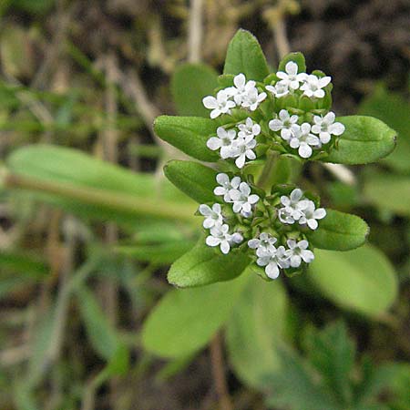 Valerianella locusta \ Feld-Salat / Corn Salad, D Mannheim 26.4.2006