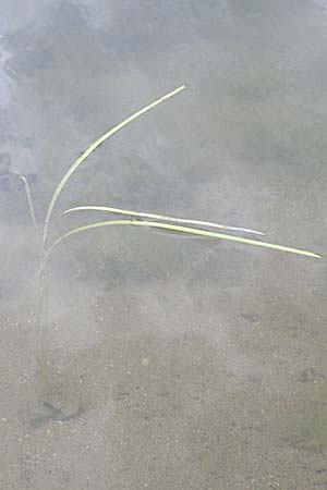 Vallisneria spiralis \ Wasserschraube / Tape Grass, D Rheinstetten-Silberstreifen 23.8.2008