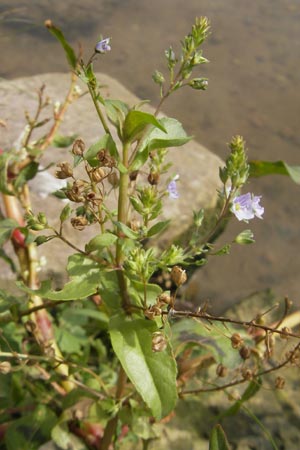 Veronica anagallis-aquatica \ Blauer Gauchheil-Ehrenpreis, Blauer Wasser-Ehrenpreis / Blue Water Speedwell, D Heidelberg 6.9.2009