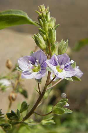 Veronica anagallis-aquatica \ Blauer Gauchheil-Ehrenpreis, Blauer Wasser-Ehrenpreis / Blue Water Speedwell, D Heidelberg 6.9.2009