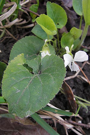 Viola alba subsp. alba \ Weies Veilchen / White Violet, D Durmersheim 31.3.2010