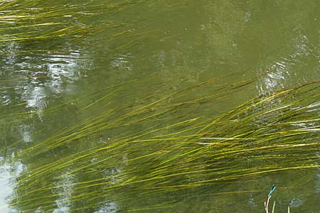 Vallisneria spiralis \ Wasserschraube / Tape Grass, D Karlsruhe 31.7.2008