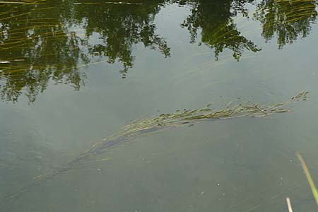 Vallisneria spiralis \ Wasserschraube / Tape Grass, D Karlsruhe 31.7.2008