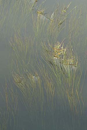 Vallisneria spiralis \ Wasserschraube / Tape Grass, D Karlsruhe 31.7.2008