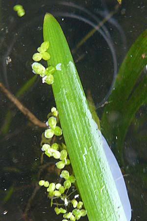 Vallisneria spiralis \ Wasserschraube / Tape Grass, D Karlsruhe 11.9.2008