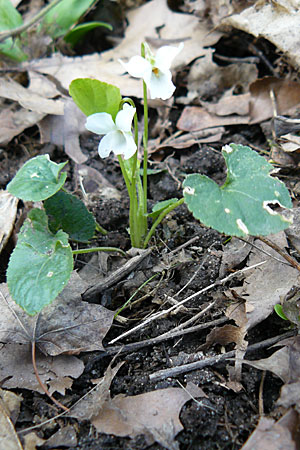 Viola alba subsp. alba \ Weies Veilchen / White Violet, D Durmersheim 31.3.2010