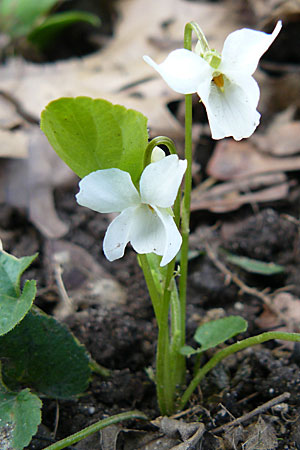 Viola alba subsp. alba \ Weies Veilchen / White Violet, D Durmersheim 31.3.2010