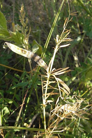Vicia segetalis \ Korn-Wicke, Getreide-Wicke / Narrow-Leaved Common Vetch, D Rauenberg 18.5.2011
